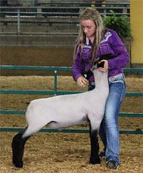 Mullikin Club Lambs Winner